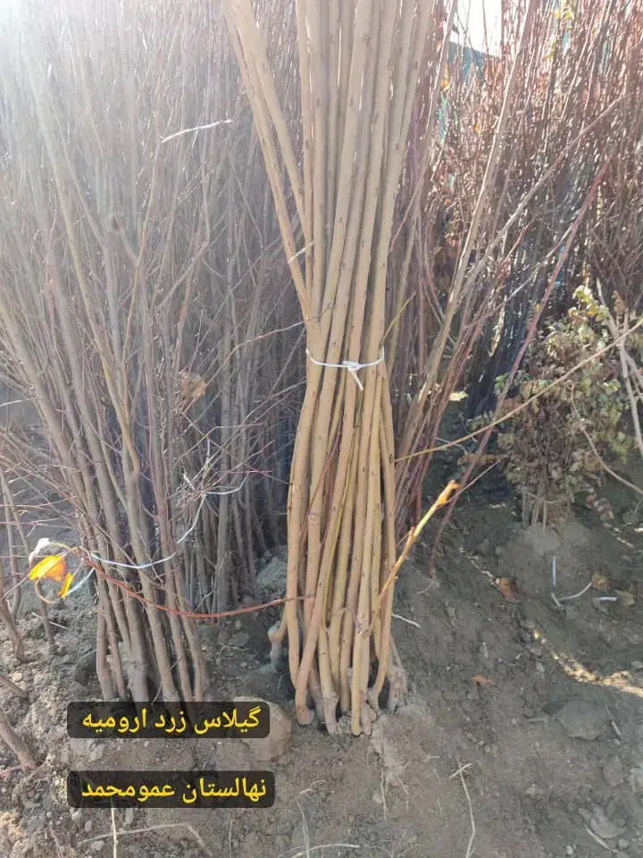 نهال های پیوندی پسته ،بادام،گردو ارقام میوه|خدمات باغبانی و درختکاری|شیراز, نیایش|دیوار