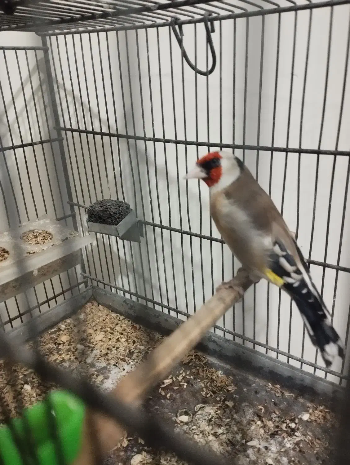 معاوضه با قناری جفتی خوب ی پرنده که بکارم بیا دارم|پرنده|مرودشت, سهل‌آباد|دیوار