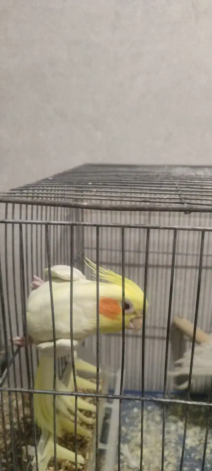 عروس هلندی|پرنده|کرمان, |دیوار