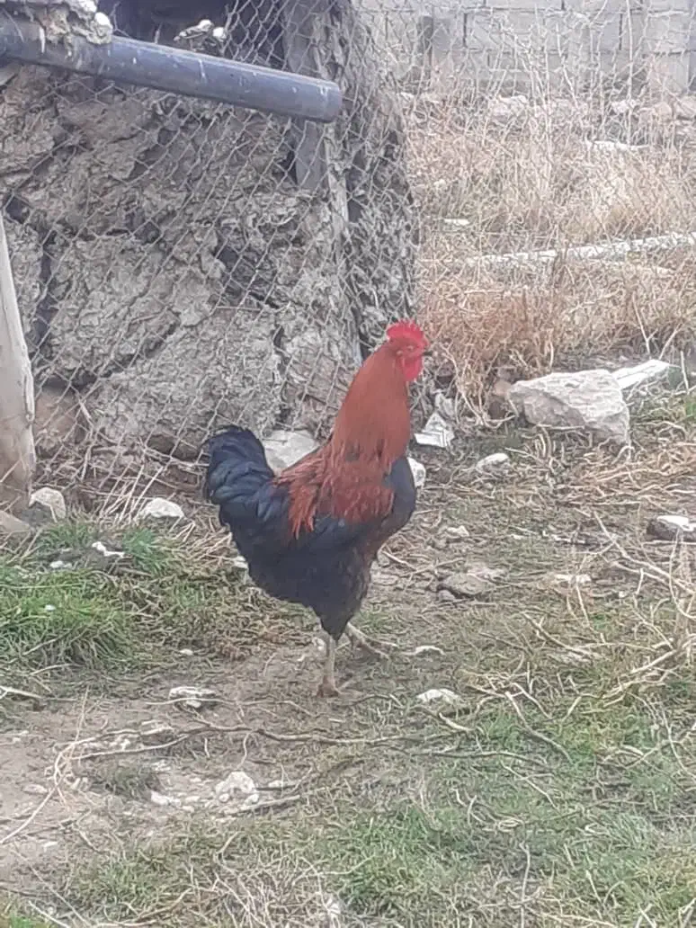 خروس محلی گوشتی|حیوانات مزرعه|ماکو, |دیوار