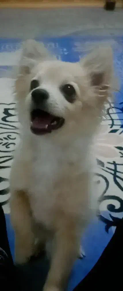 سگ پامر 5 ماهه|سگ|بندرعباس, |دیوار