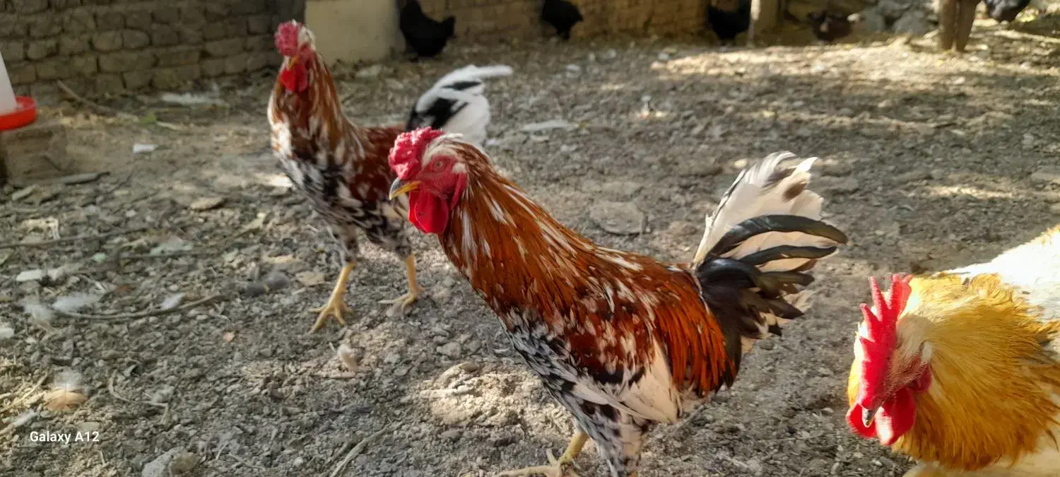 خروس پاپر گلین درجه ۱|حیوانات مزرعه|لواسان, |دیوار