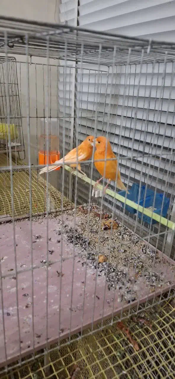 قناری سرخ|پرنده|زیباشهر, |دیوار