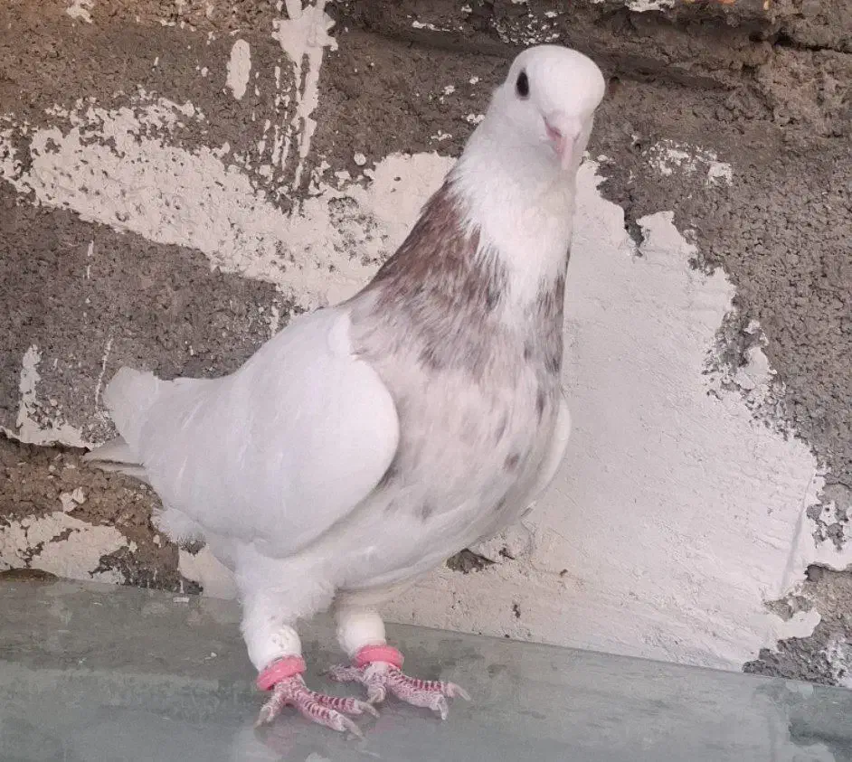 کبوتر طوقی|پرنده|اردل, |دیوار