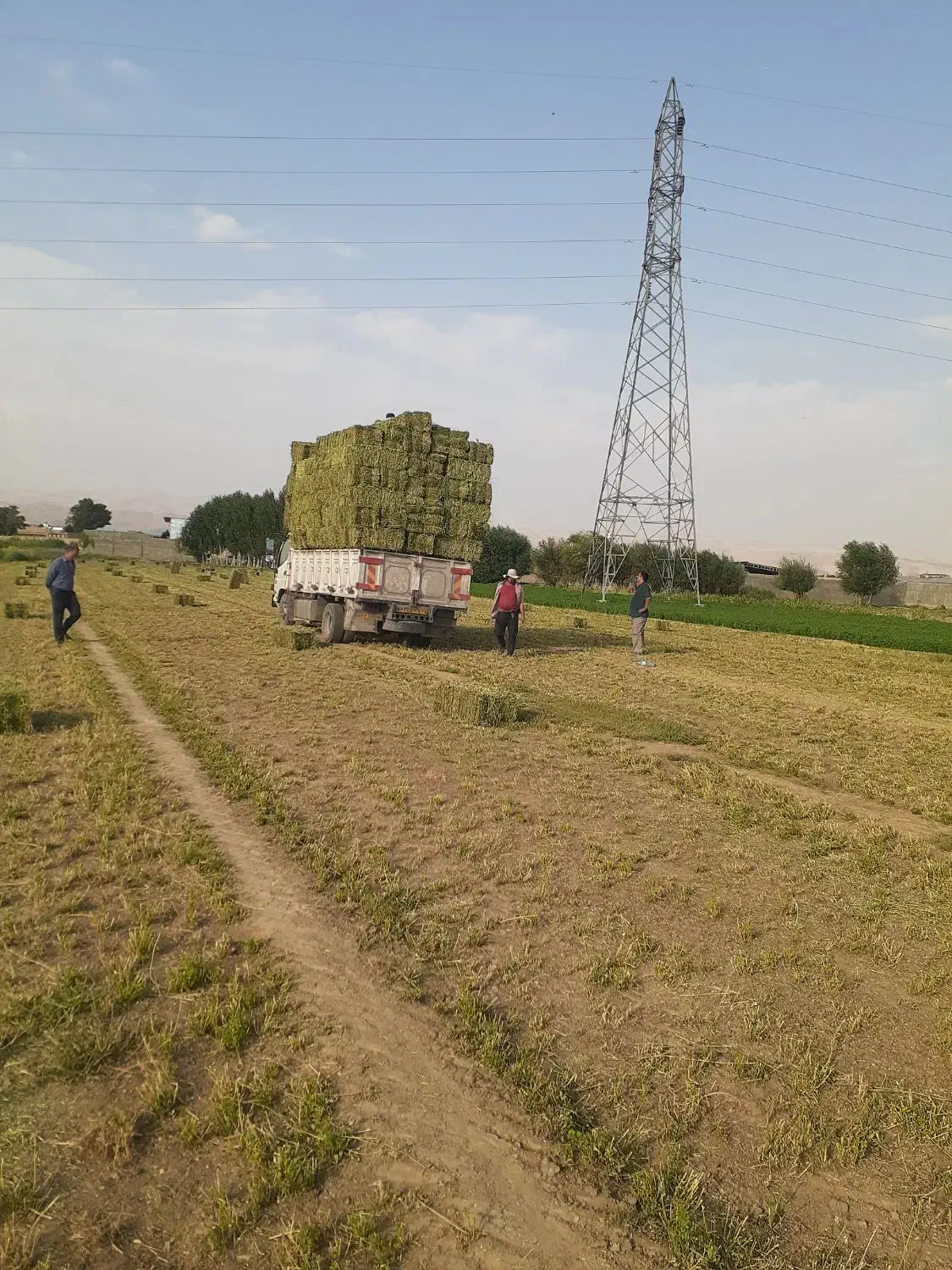 یونجه جوان چین ۴و۵با اب چاه|حیوانات مزرعه|بروجرد, |دیوار