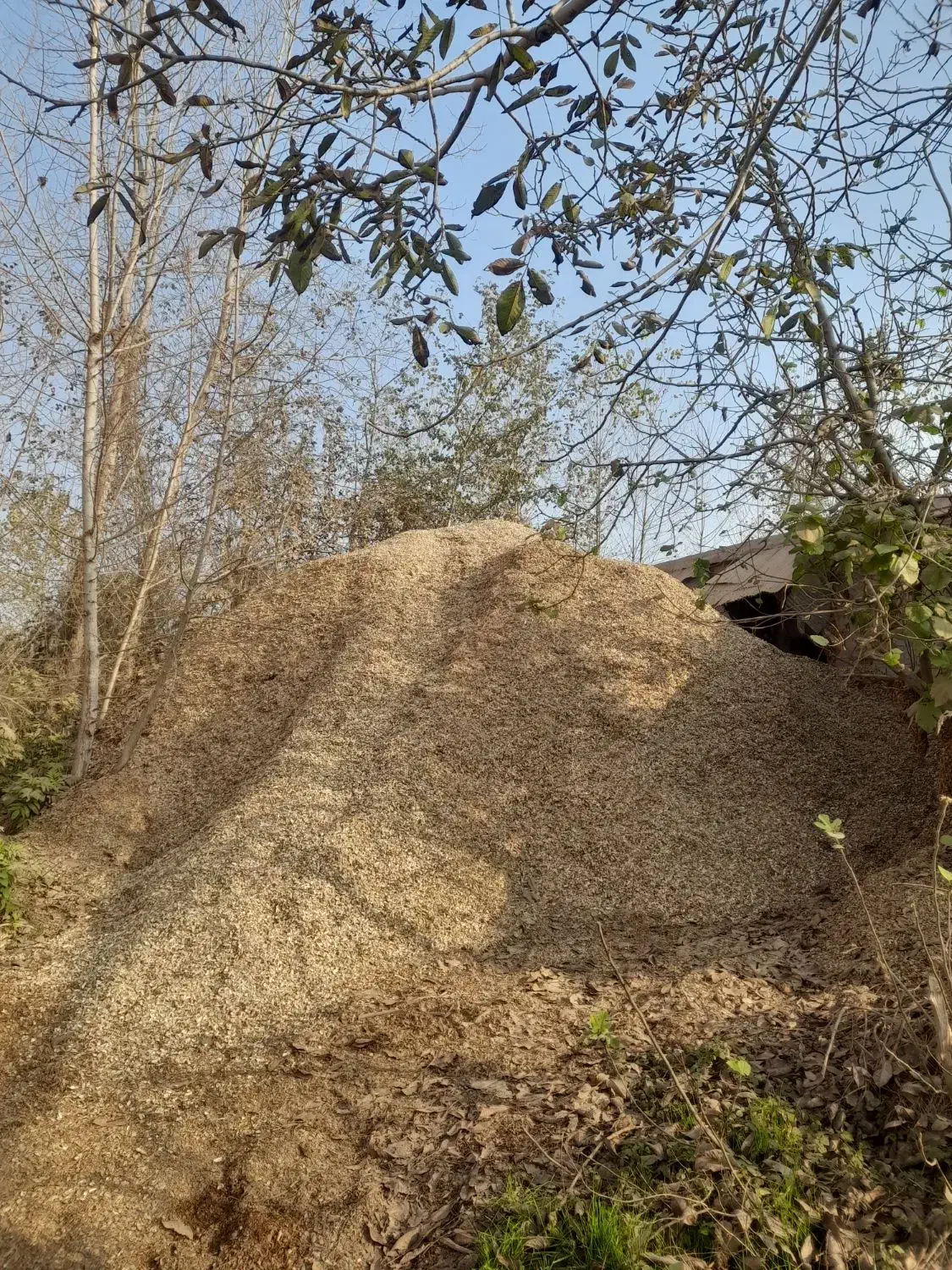 فروش پوست بادام زمینی به صورت عمده|خدمات باغبانی و درختکاری|آستانه اشرفیه, |دیوار