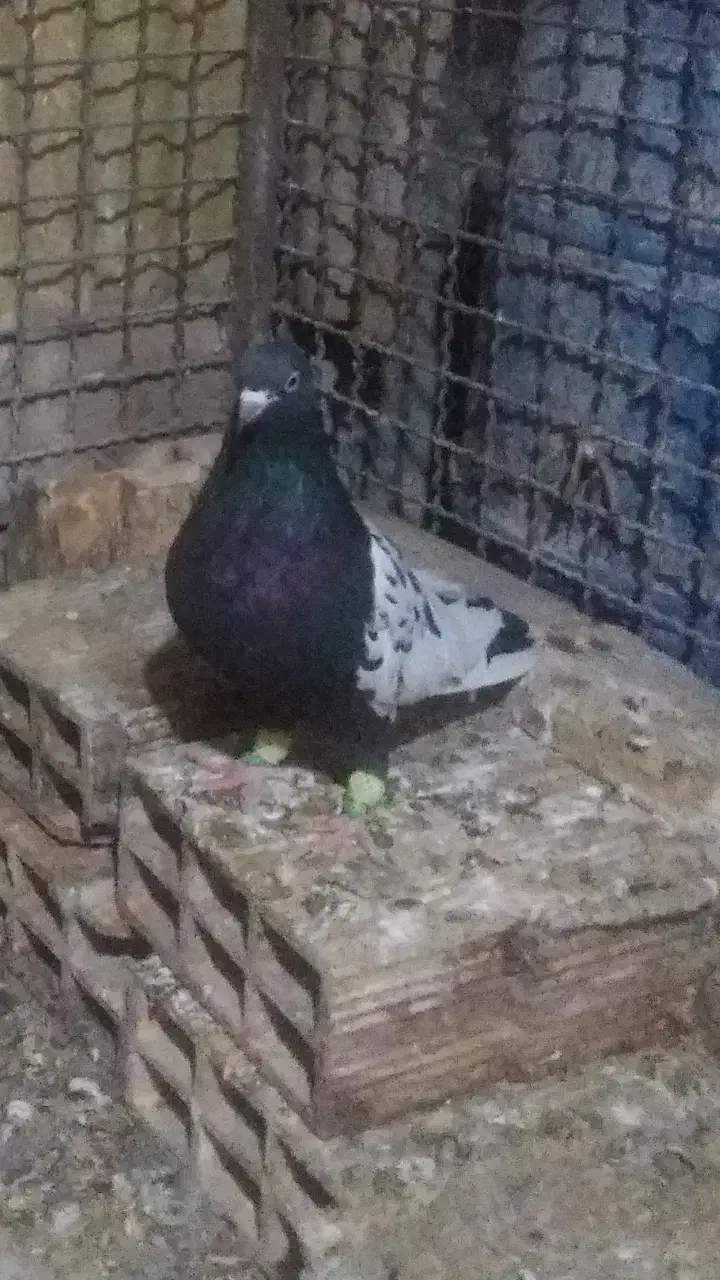 تعدادی کبوتر نر وماده هم جفتی هم تکی|پرنده|تاکستان, |دیوار