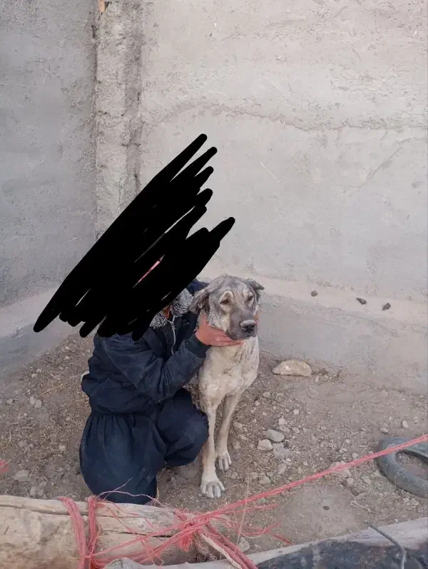 واگذاری ماده پژدر|سگ|سردرود, |دیوار