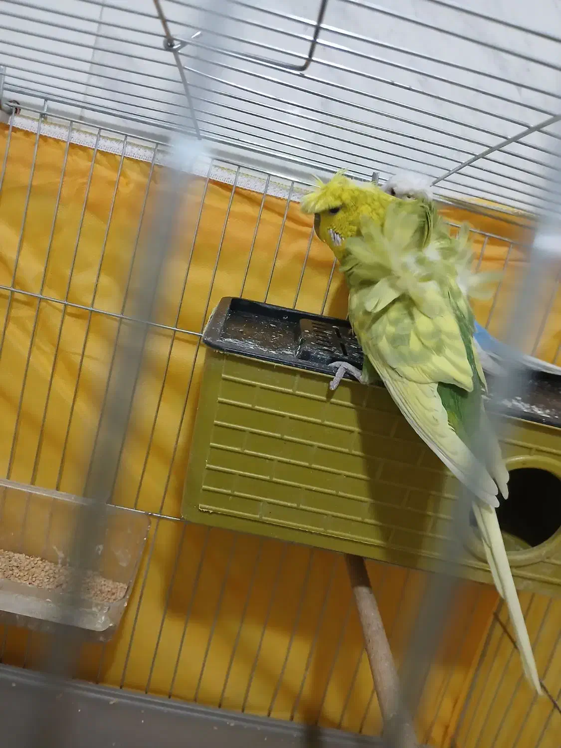 جفت مرغ عشق پروانه ای|پرنده|قزوین, |دیوار