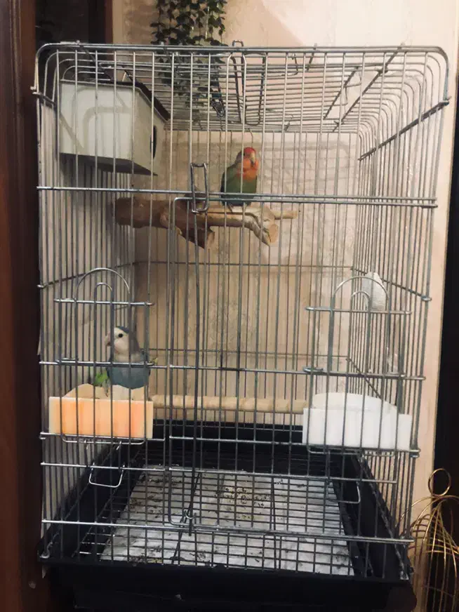 قفس پرنده  ۱۰۳۳|لوازم جانبی حیوانات|کرج, عظیمیه|دیوار
