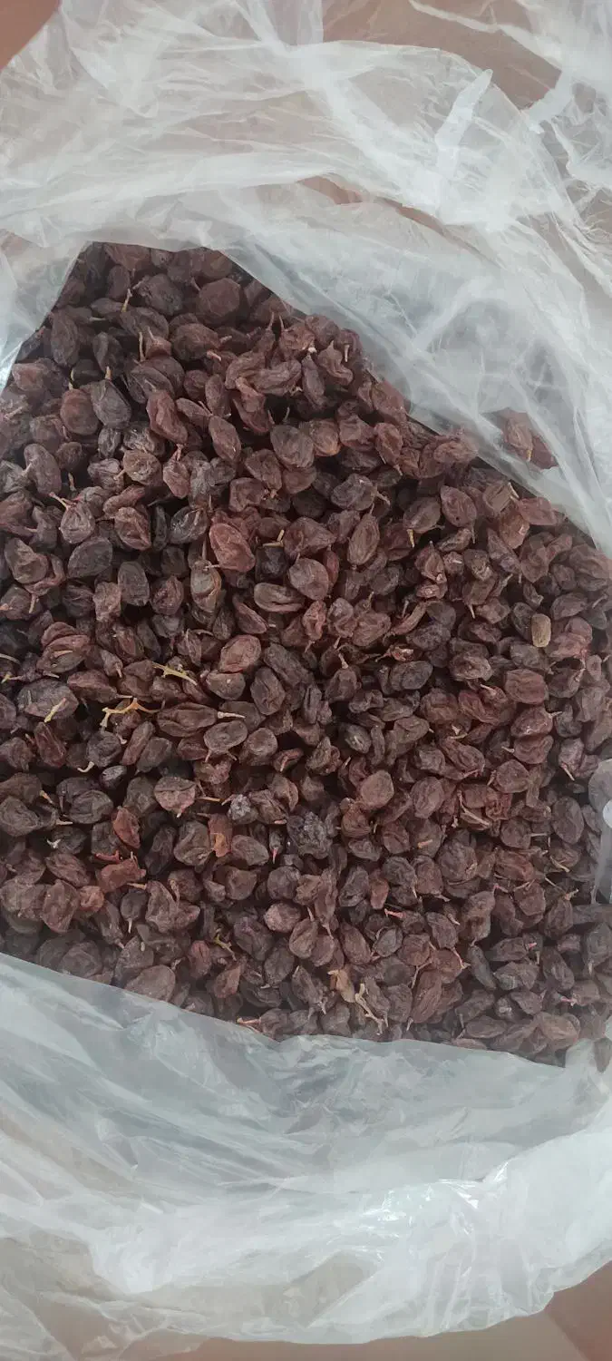 کشمش افتابی|خوردنی و آشامیدنی|شهرکرد, |دیوار