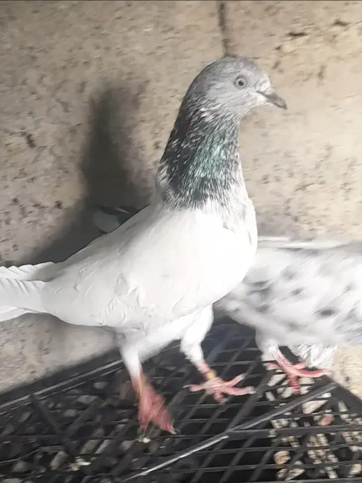 کبوتر کفتر|پرنده|ایرانشهر, |دیوار