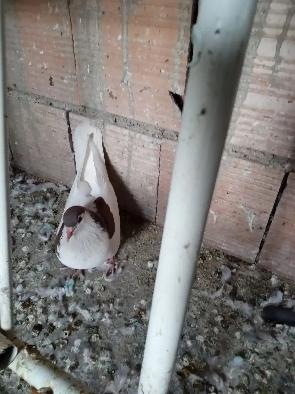 یک جفت کبوتر|پرنده|گرگان, |دیوار