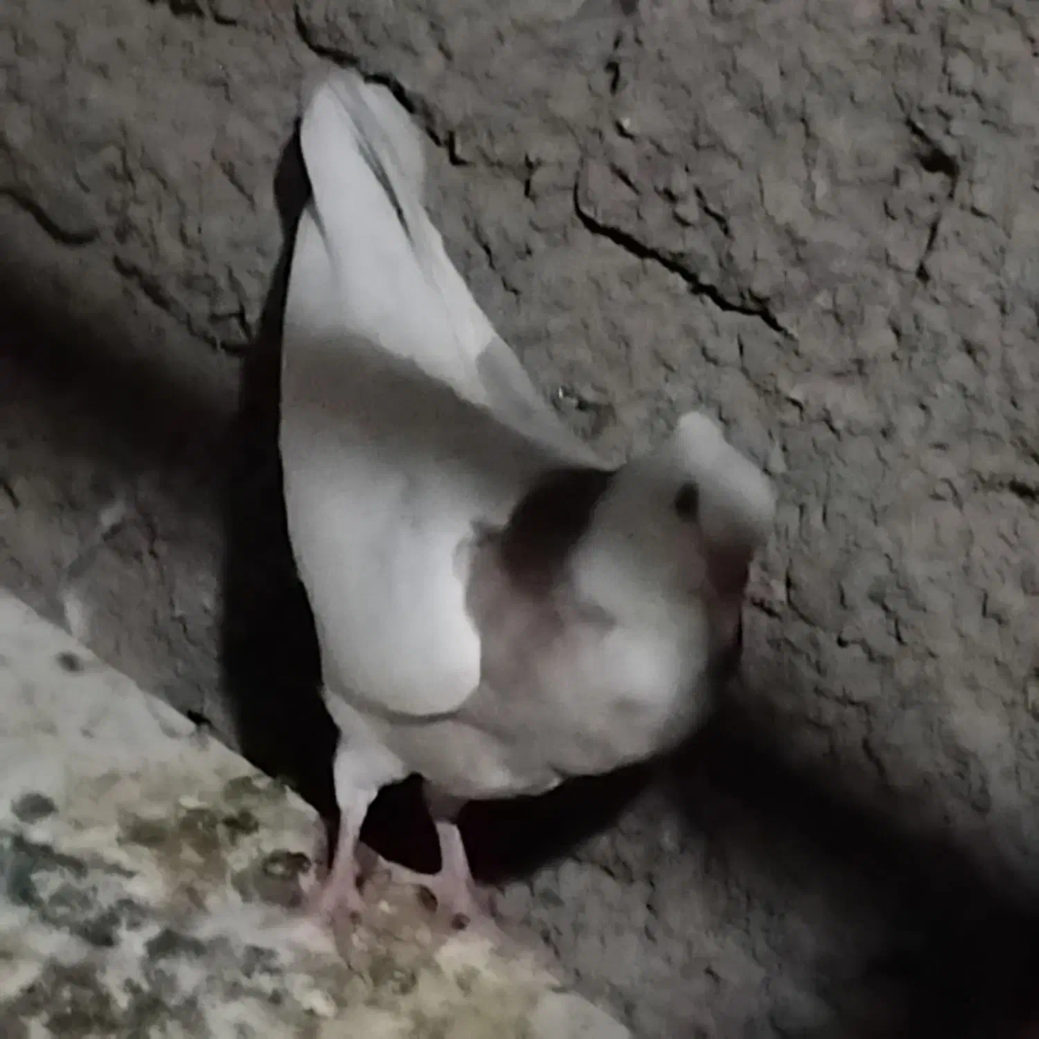 طوقی|پرنده|پیر سلیمان, |دیوار