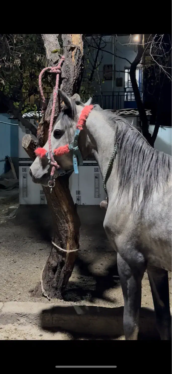 نریان ۴ساله سواری عالی|اسب و تجهیزات اسب‌سواری|بروجرد, |دیوار