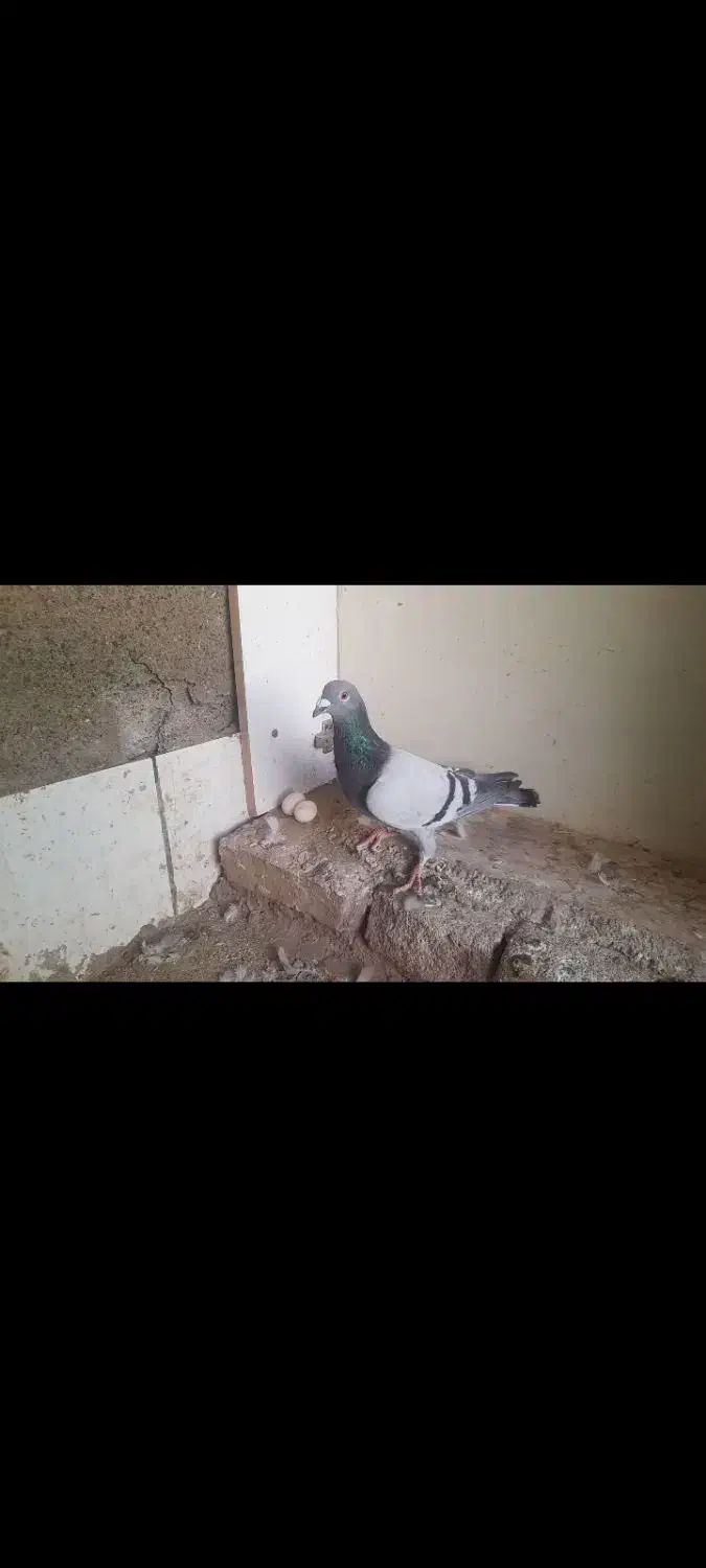 پیدا شد|حیوانات|سبزوار, ایزی شهر|دیوار