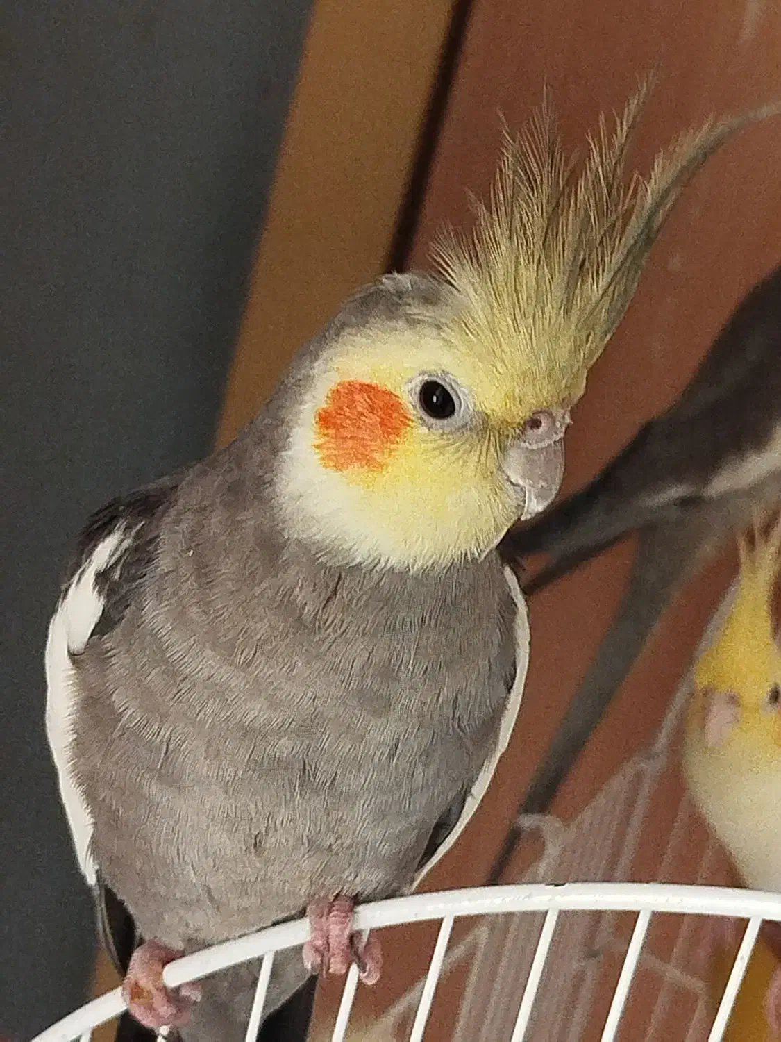 عروس هلندی نر سخنگو|پرنده|رشت, کوی فکوری|دیوار