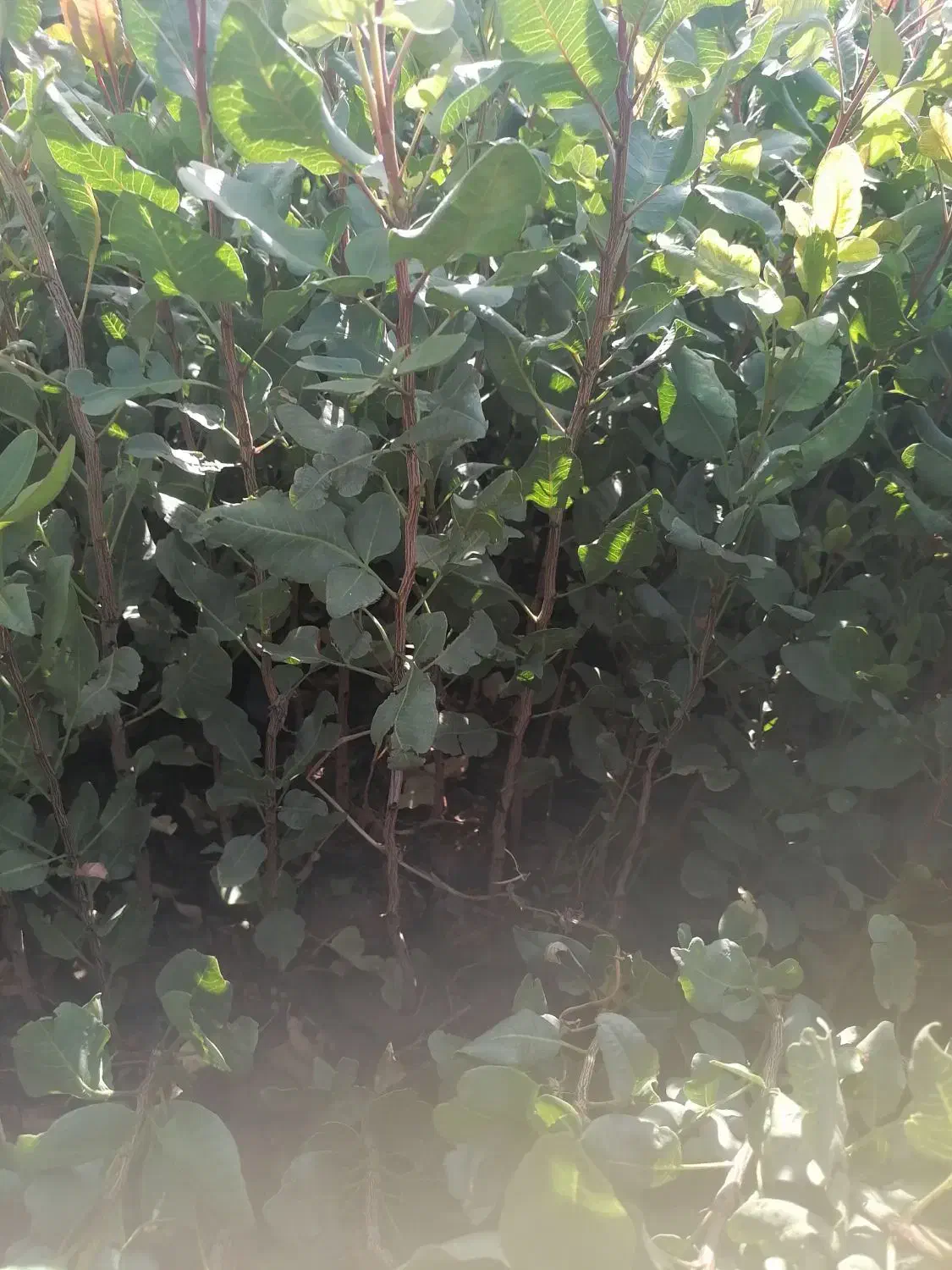 نهالستان پسته مجوز دار همراه با لیبل|خدمات باغبانی و درختکاری|فردوس (خراسان), |دیوار