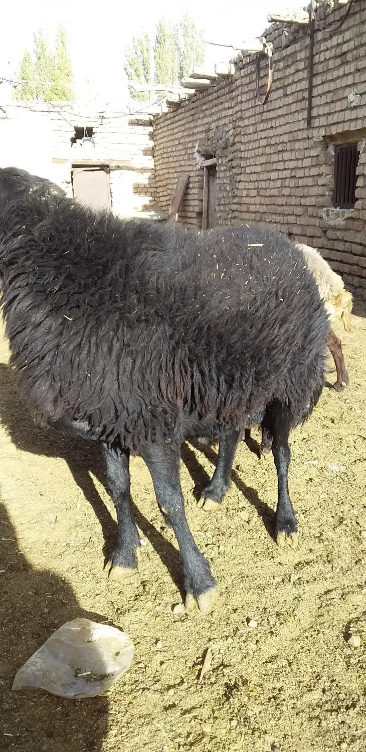 قوچ کار هترو قره قزل|حیوانات مزرعه|باغ حلی, |دیوار