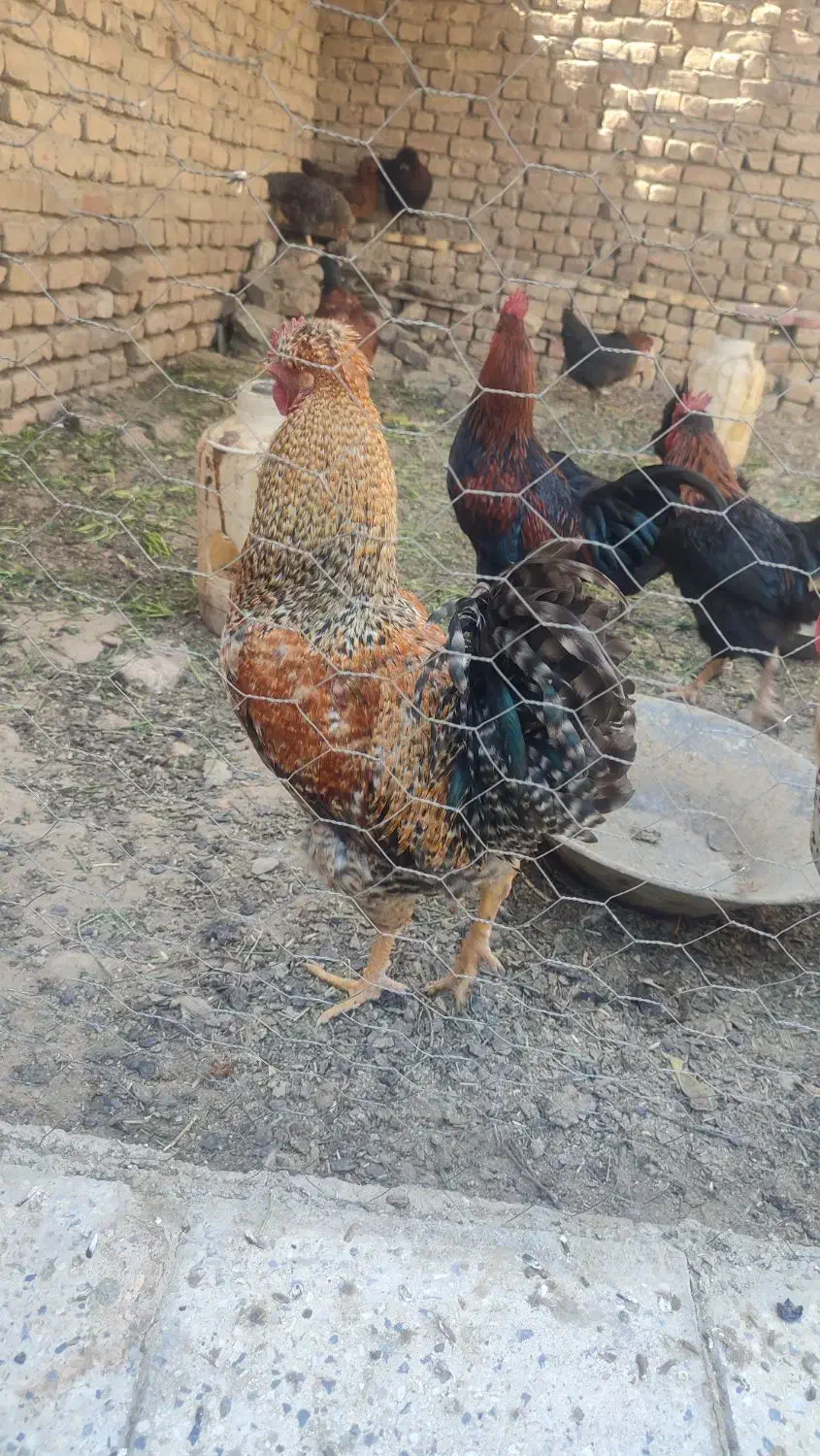 مرغ و خروس|حیوانات مزرعه|ملایر, |دیوار