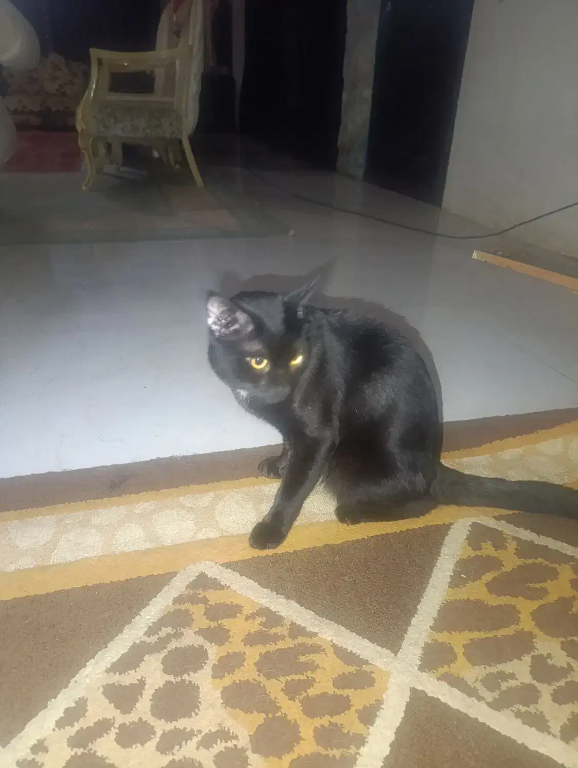 گربه های اهلی وخونگی|گربه|بجنورد, |دیوار