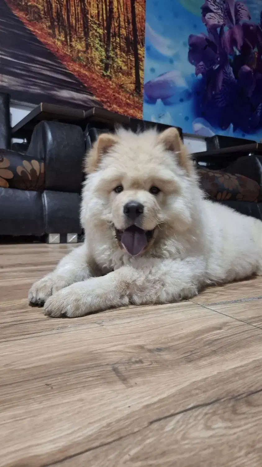 چاوچاو پسر خشگل جنسیت زبون بنفش|سگ|صومعه‌سرا, |دیوار