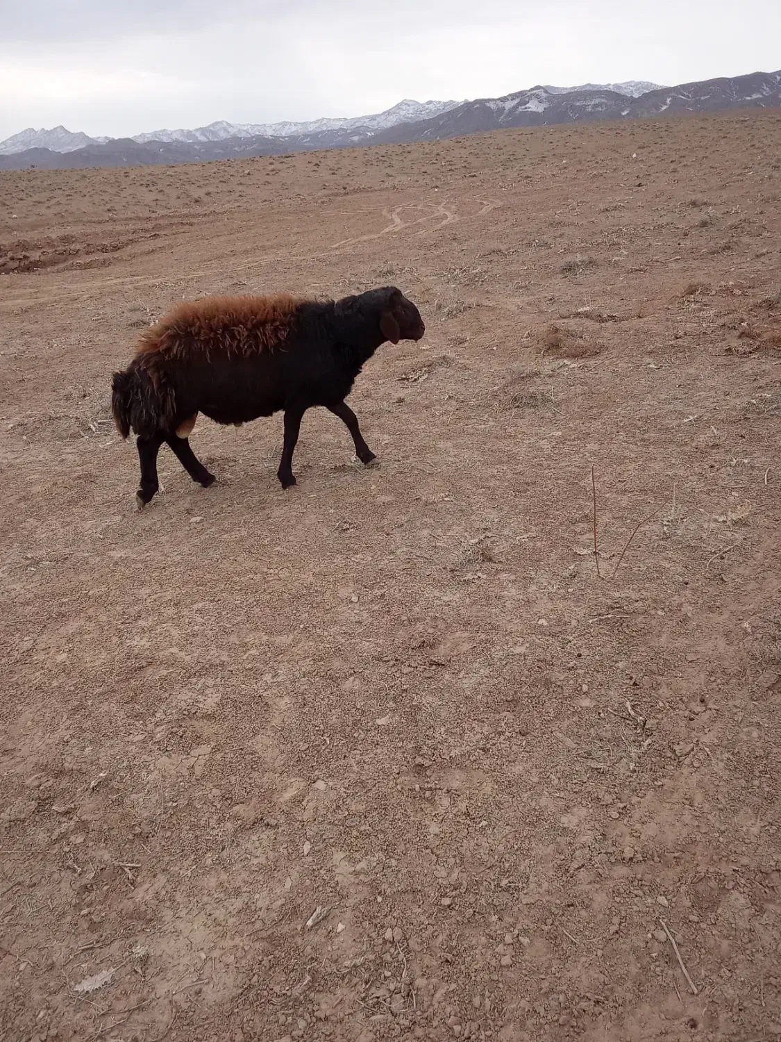 باسلام خدمت دوستان۸عددبره ماده جنس افشاری فروشی|حیوانات مزرعه|تایباد, |دیوار