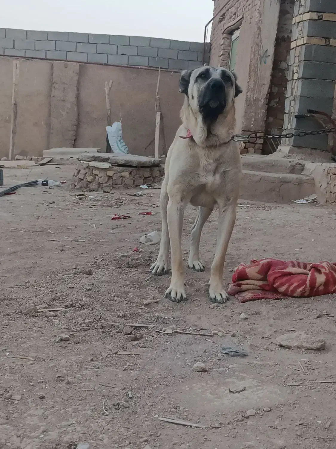 سگ سراب|سگ|تاکستان, |دیوار