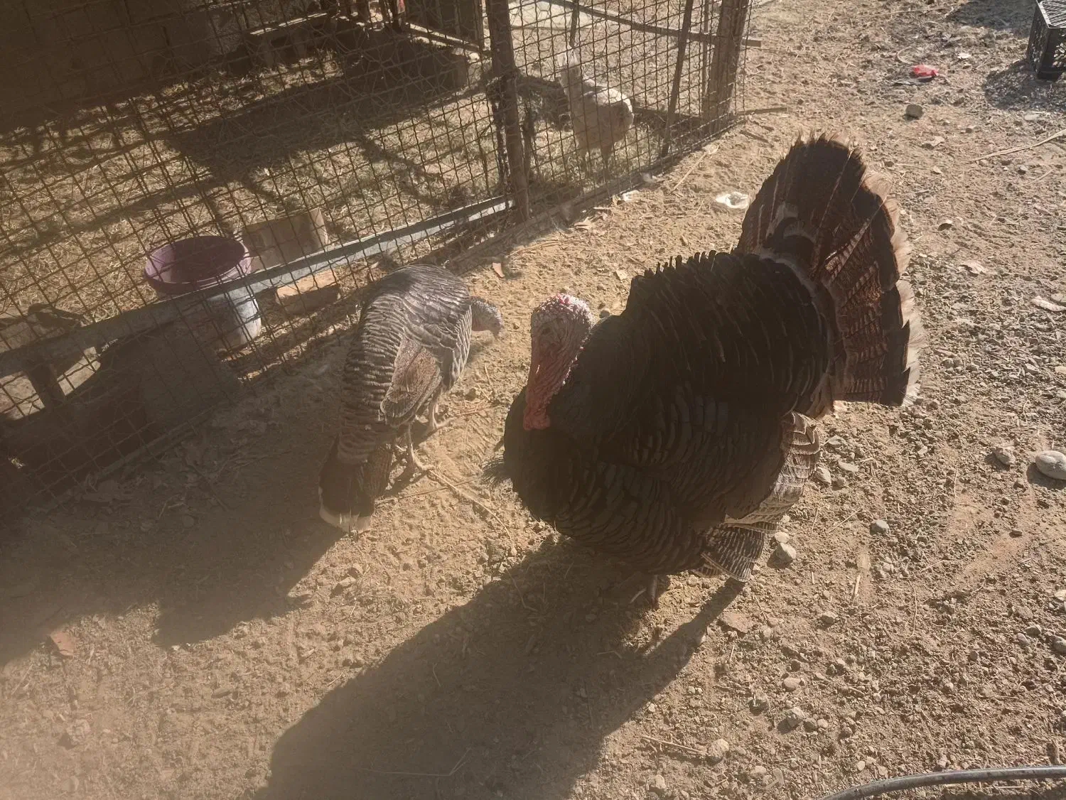 پرندگان|پرنده|رودخانه, |دیوار