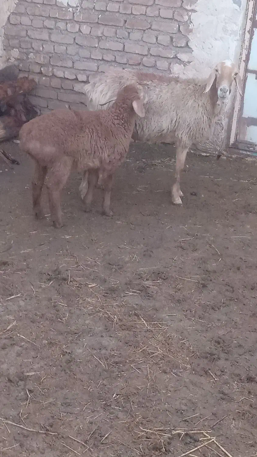 میش|حیوانات مزرعه|زیرکوه, |دیوار