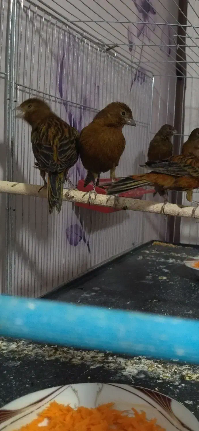 قناری سوخته،کبالت،ردبلک|پرنده|بندر ماهشهر, |دیوار