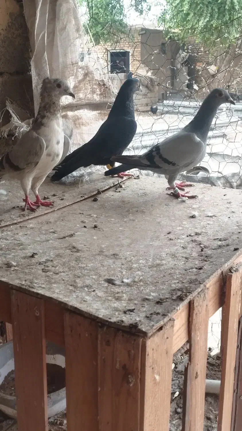 سلام درود|پرنده|سوسنگرد, |دیوار