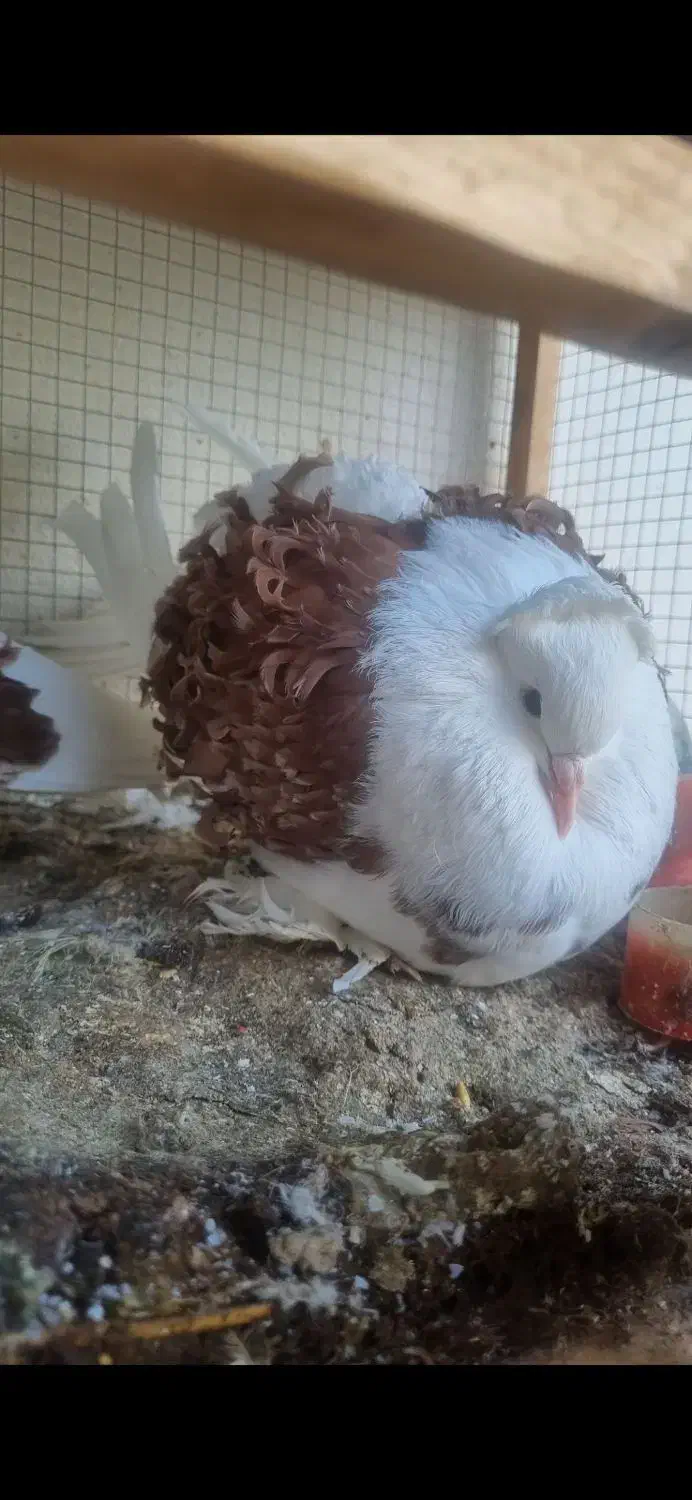 کبوتر جکسون|پرنده|ساری, |دیوار