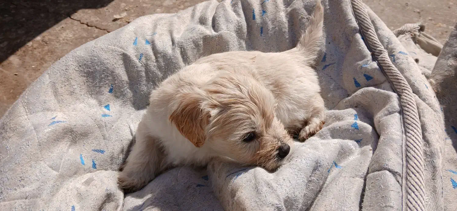 سگ شیتزو کراس|سگ|اصفهان, شمس آباد|دیوار