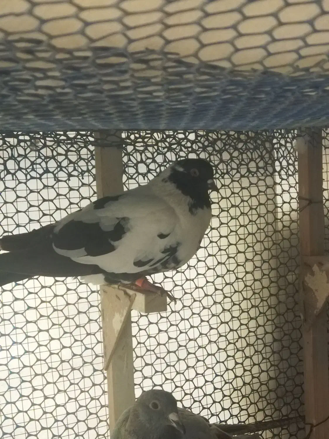 کفتر پلنگ افغانی و طاووسی|پرنده|مشهد, امیریه|دیوار