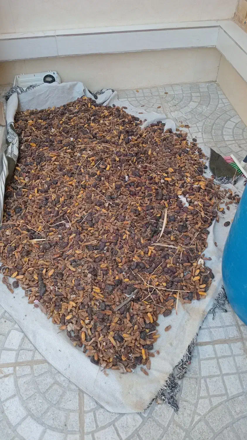 غذای دام /کنگه /کیلو ۱۵۰۰۰تومان|لوازم جانبی حیوانات|بندر دیر, |دیوار