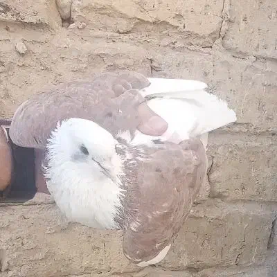 کفتر|پرنده|کرج, حسن آباد|دیوار