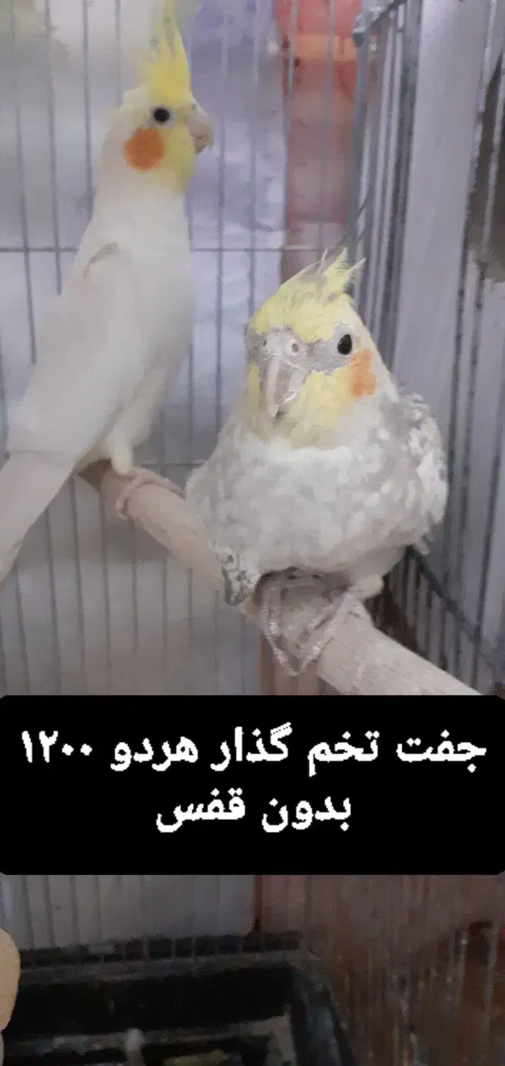 عروس هلندی|پرنده|رباط‌کریم, نصیرشهر|دیوار