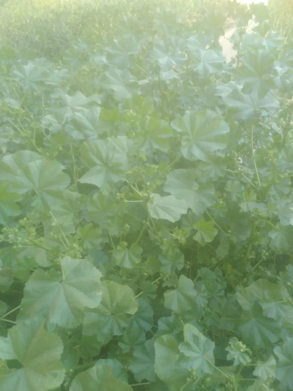 اجازه ۸هکتار زمین کشاورزی|اجارهٔ دفتر صنعتی، کشاورزی، تجاری|درودزن, |دیوار