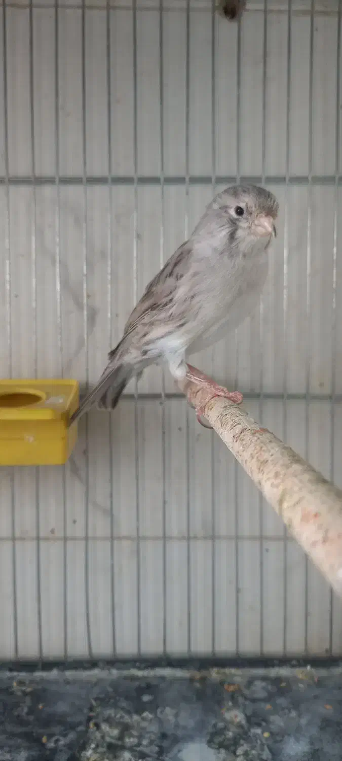 قناری نقره ای|پرنده|یزد, |دیوار