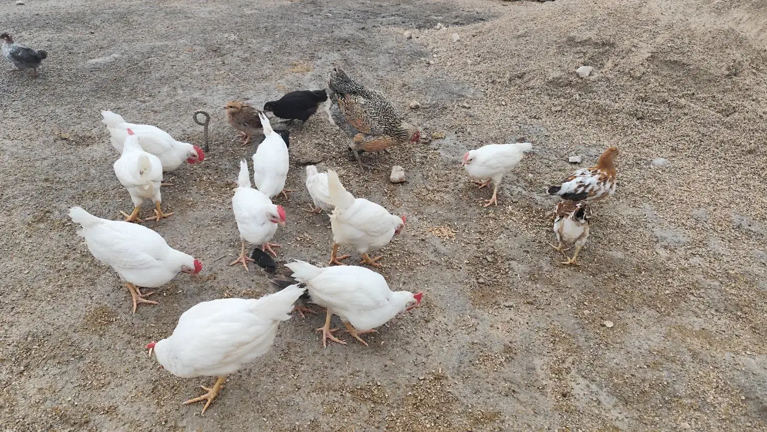 تیله فروشی|کلکسیون و سرگرمی|لنده, |دیوار