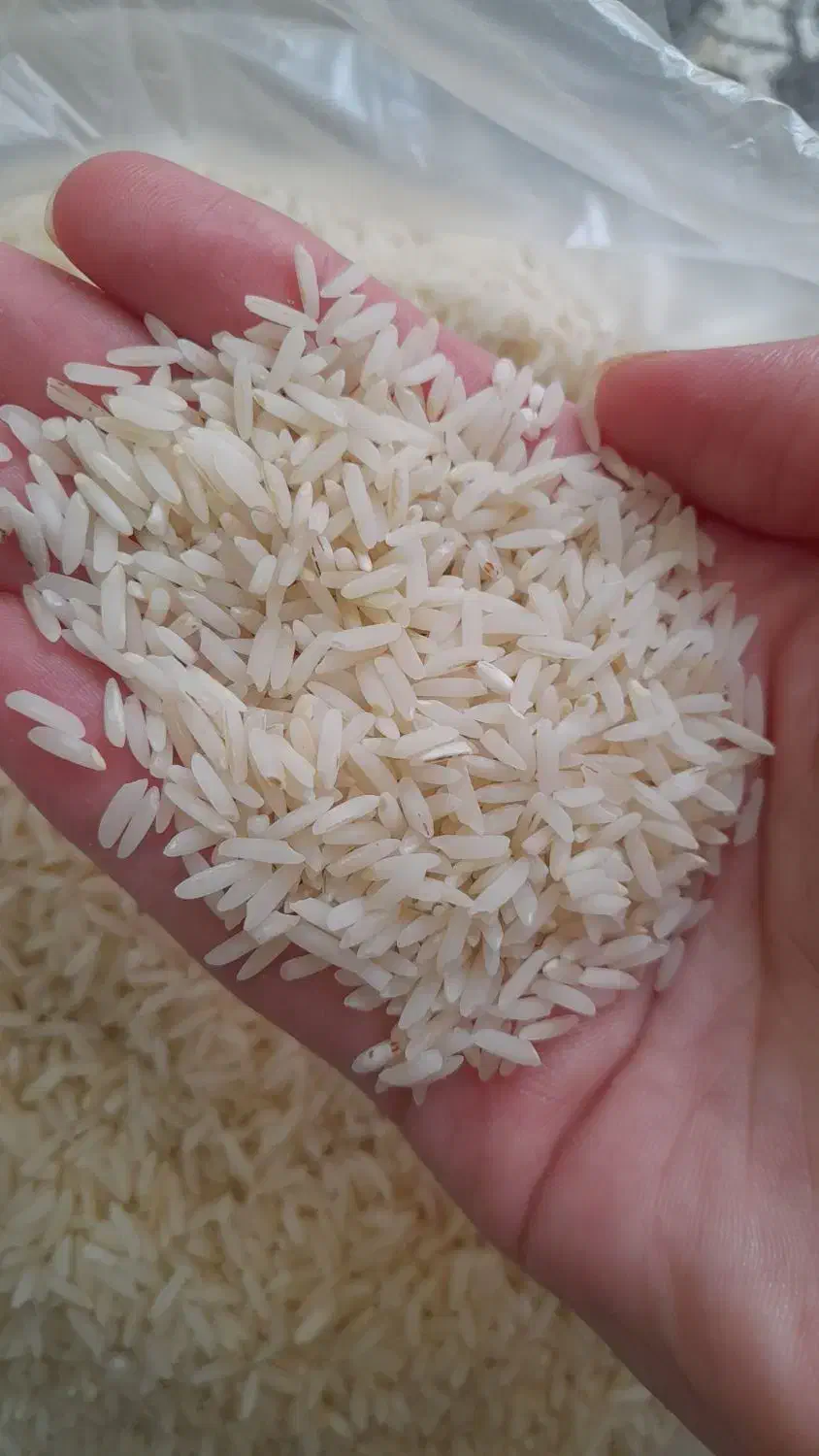 محصولات ارگانیک شمالی|خوردنی و آشامیدنی|قیدار, |دیوار