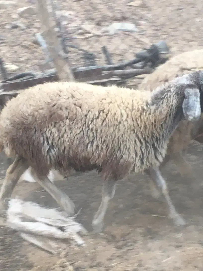 دوراس بزقاله نر دوراس بره ماده|حیوانات مزرعه|جوادآباد, |دیوار