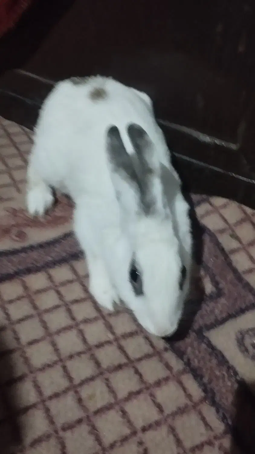 خرگوش|موش و خرگوش|سیب و سوران, |دیوار