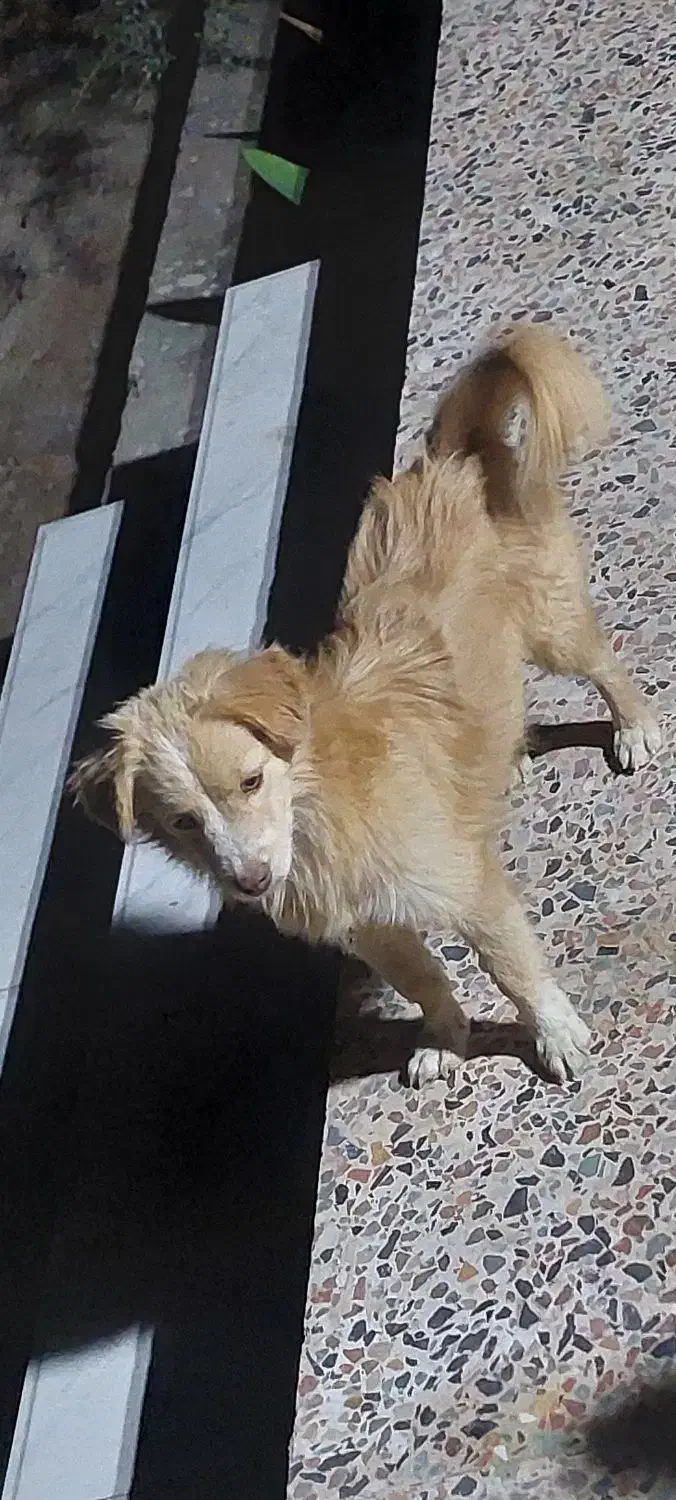 اشپیتز پامر|سگ|بندرعباس, |دیوار