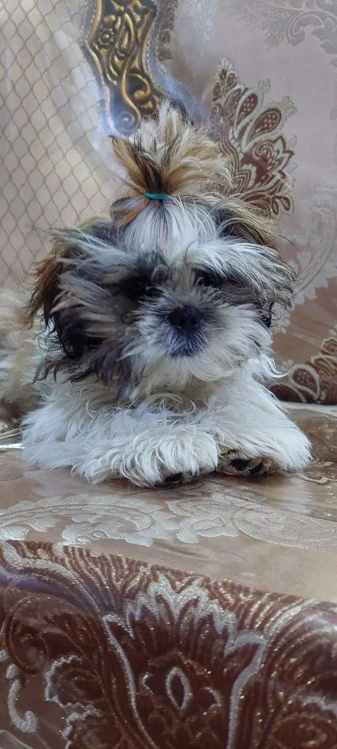 سگ گمشدع|حیوانات|گنبد کاووس, |دیوار