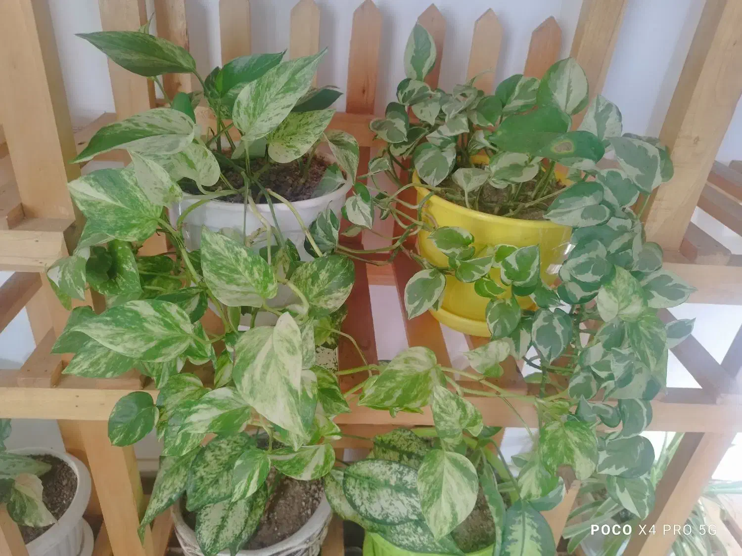 گل با گلدان|گل و گیاه طبیعی|خرمدره, |دیوار