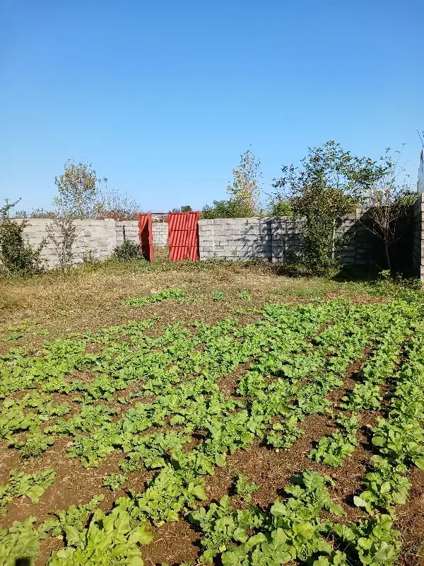 زمین پیشنهادی برای ساخت ساز،طرح هادی|فروش زمین و ملک کلنگی|رضوانشهر, |دیوار