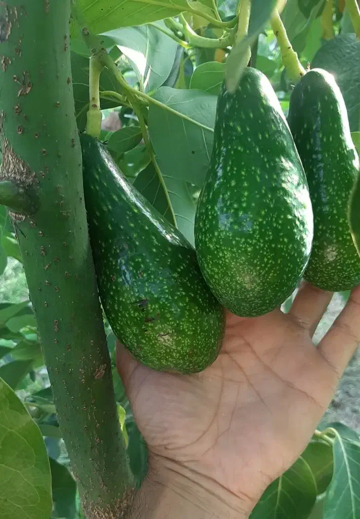 نهال دوساله آووکادو|گل و گیاه طبیعی|لیسار, |دیوار