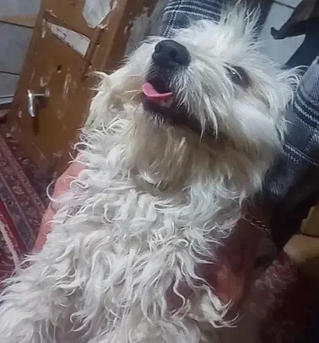 سگ پا کوتاه بفروش میرسد2700|سگ|بیرجند, |دیوار